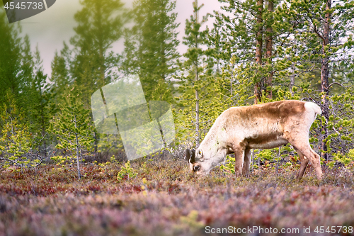 Image of Feral reindeer in taiga