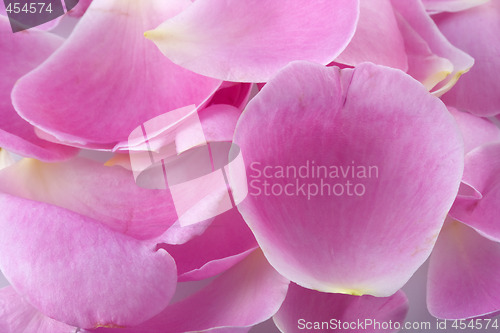 Image of macro shot of pink rose petals