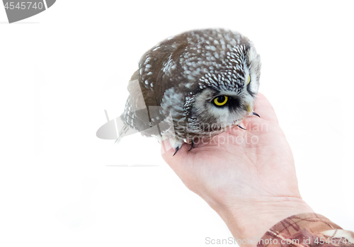 Image of Tengmalm\'s owl in hands on white background