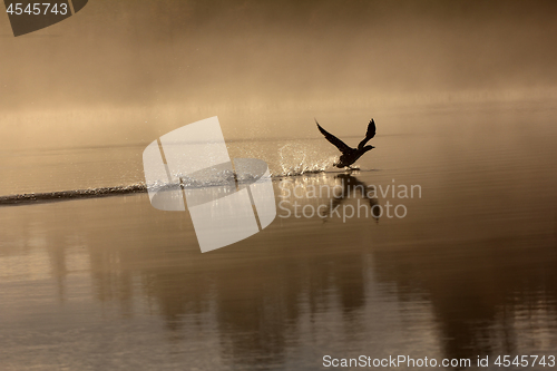 Image of Spring landscape with Loon.