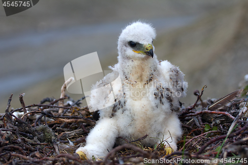 Image of rough-legged Buzzard chick in nest on cliff on tundra river