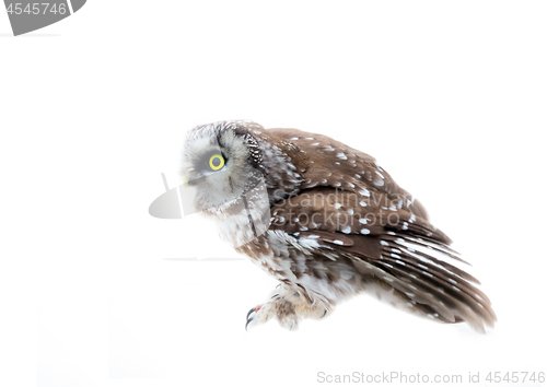 Image of Tengmalm\'s owl on white background