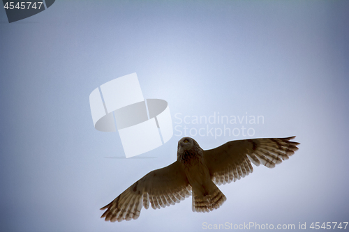 Image of Short-eared owl (marsh owl, Asio flammeus) flies over nest