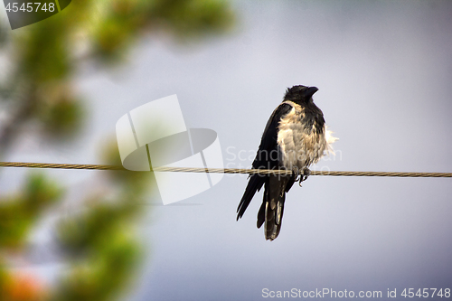 Image of Hooded crow in electric wire.