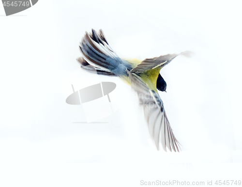 Image of Instant photography allows you to see oxeye (Great Tit) of air balancer