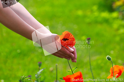 Image of Big red field poppies in girl\'s hands