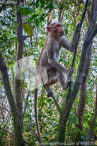 Image of Indian macaques in dry season.