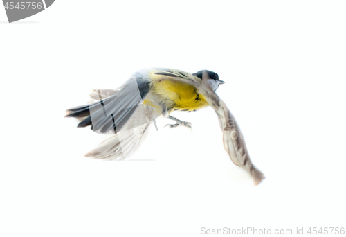 Image of Instant photography allows you to see oxeye (Great Tit) of air balancer