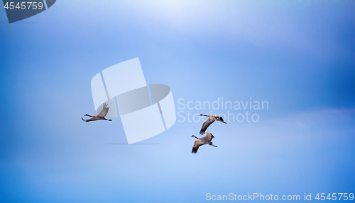 Image of cranes are flying against blue sky in clouds