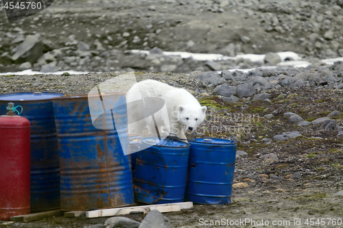 Image of Polar bears in Arctic. This bear still drinks milk, but curious