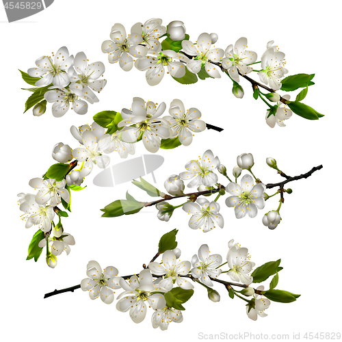 Image of Set of Blossoming cherry white flowers