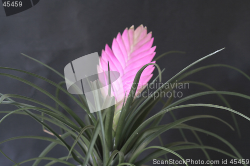Image of TILLANDSIA