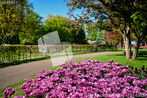 Image of Blooming tulips flowerbed in Keukenhof flower garden, Netherland