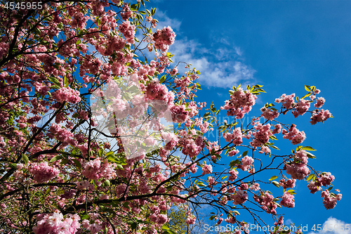 Image of Blooming tulips flowerbed in Keukenhof flower garden, Netherland