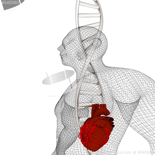 Image of 3D medical background with DNA strands and Heart in human. 3d re