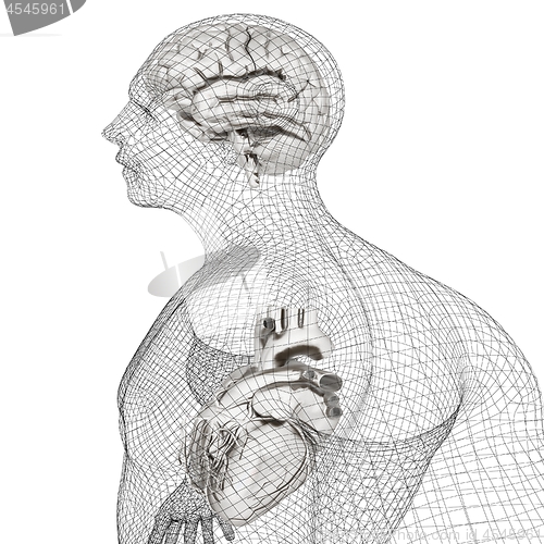 Image of Wire human body model with heart and brain in x-ray. 3d render