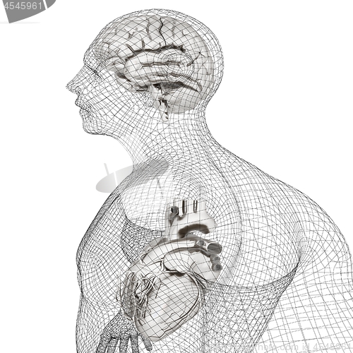 Image of Wire human body model with heart and brain in x-ray. 3d render