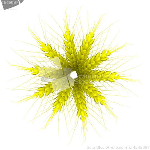 Image of Wheat ears spikelets with grains. Top view. 3d render