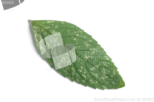 Image of Peppermint