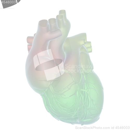 Image of Abstract illustration of anatomical human heart. 3d render