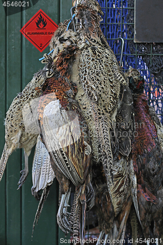 Image of Game Birds