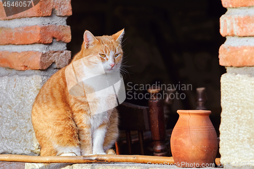 Image of Cat in Window