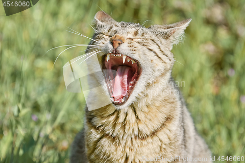 Image of Yawning Stray Cat