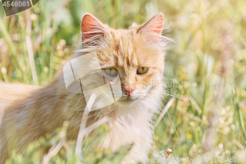 Image of Cat in Grass