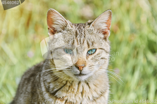 Image of Portrait of Homeless Cat