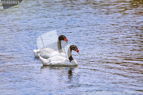 Image of Pair of Black-necked Swans