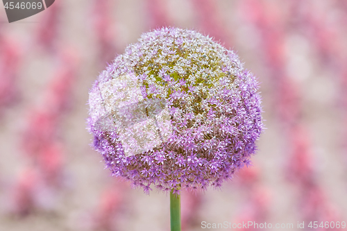 Image of Flower of Allium Giganteum Opening