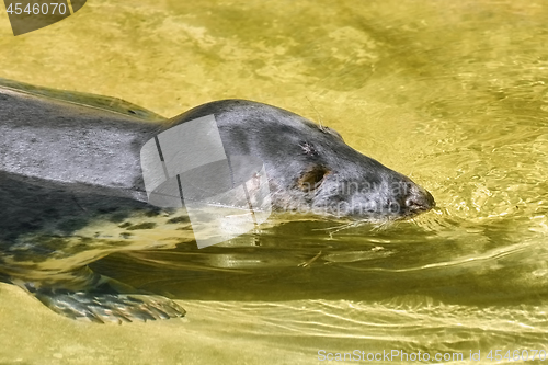 Image of Portrait of Grey Seal