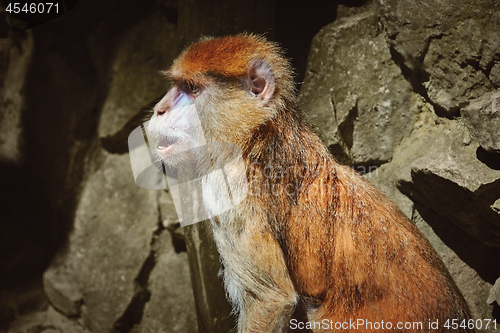 Image of Portrait of Patas Monkey