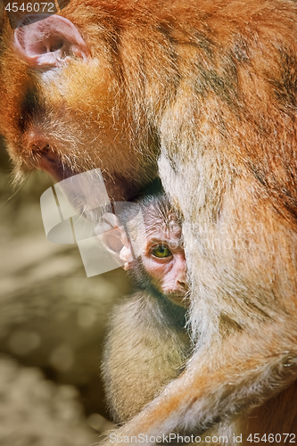 Image of Patas Monkey with Baby