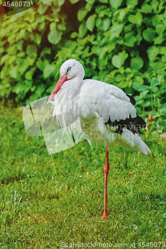 Image of Stork on the Grass