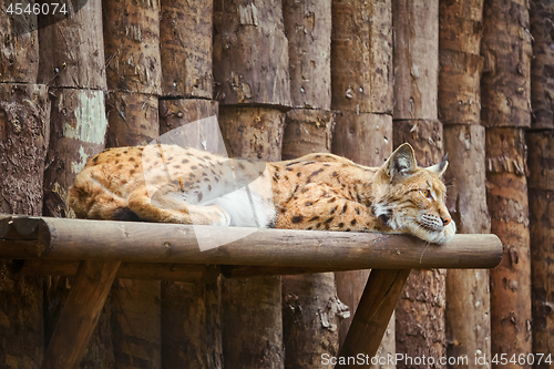 Image of Lynx Rests on the Shelf