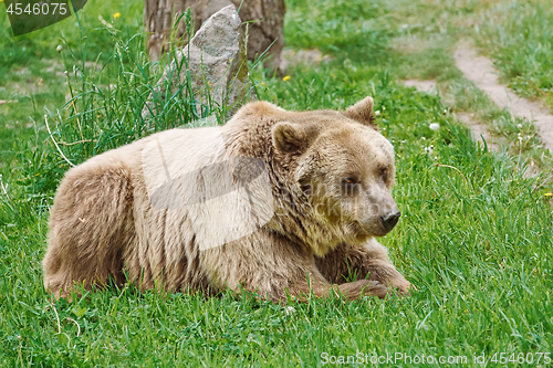 Image of Brown Bear on the Grass