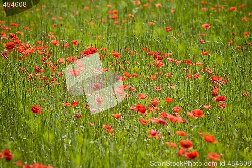 Image of red poppies growing in field early summer France