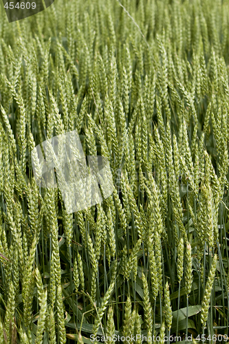 Image of wheat crop growing in field France