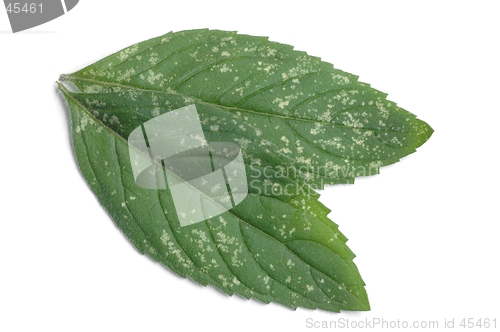 Image of Peppermint