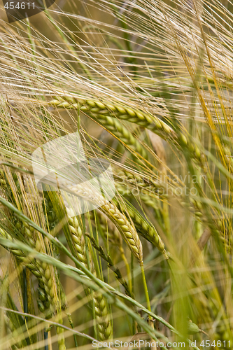 Image of wheat crop growing in field France