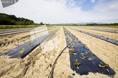 Image of intensive vegtable farming with water irigation