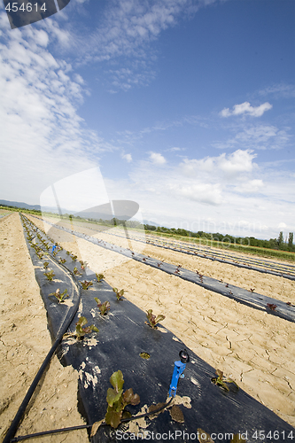 Image of intensive vegtable farming with water irigation
