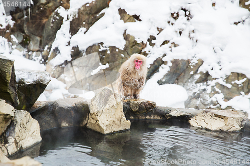 Image of japanese macaque or snow monkey in hot spring