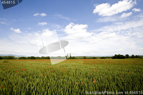 Image of red poppies growing in field early summer France