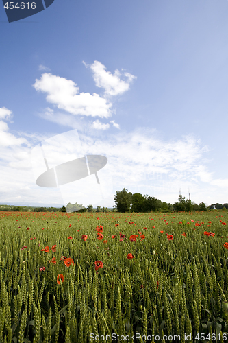 Image of red poppies growing in field early summer France