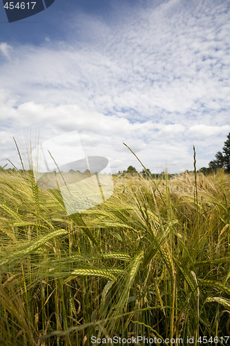 Image of wheat crop growing in field France