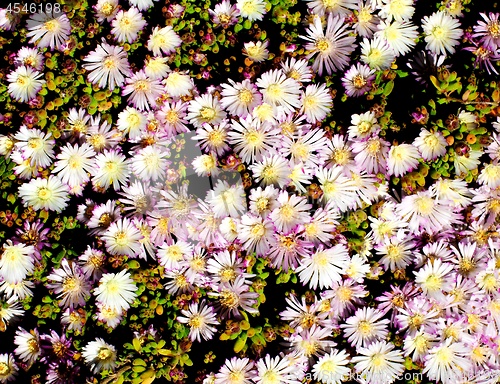 Image of Background of Pink Iceplant Flowers