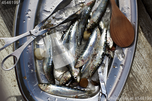 Image of Raw Fresh Sardines