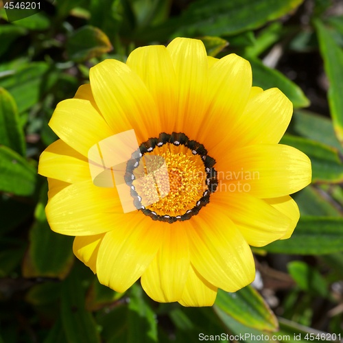 Image of Beauty Yellow Gazania